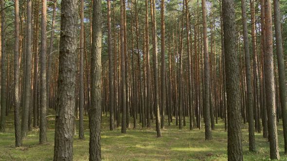 Slow Uniform Driving through a Summer Pine Forest alt