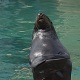 Sea Lion Clapping  - VideoHive Item for Sale