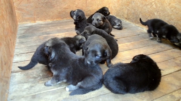 Many Puppies Whine In The Booth alt