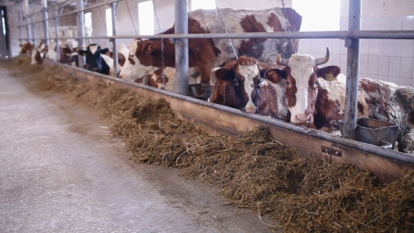 Cows In The Cow Shed Eating Hay