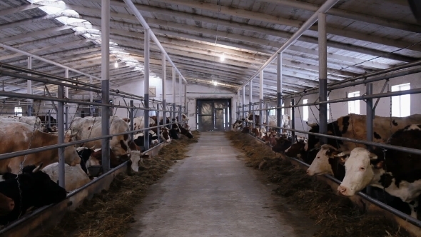 Cows In The Cow Shed Eating Hay