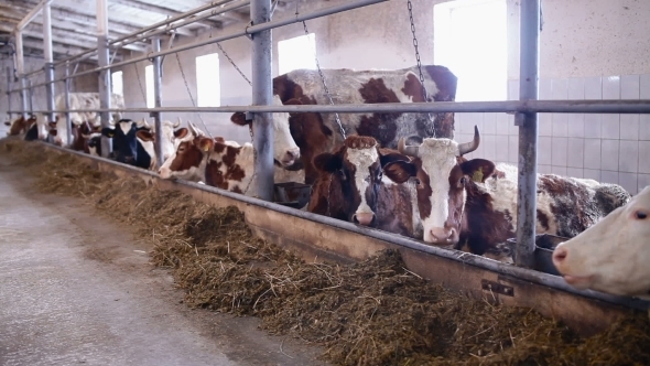 Cows In The Cow Shed Eating Hay