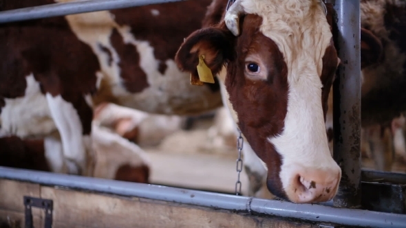 Unhappy Cow In The Cow Shed