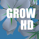 Grow buckwheat - VideoHive Item for Sale