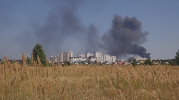 Grass Sways in The Wind Against The Clear sky