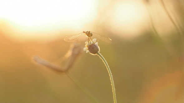Dragonfly In Nature alt