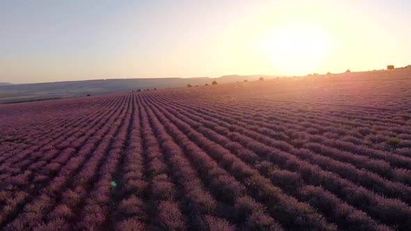 Flight Over Big Hill of Lavender Meadow at Sunset