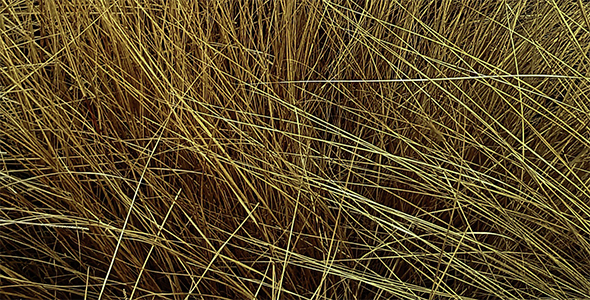 Dry Grass Field