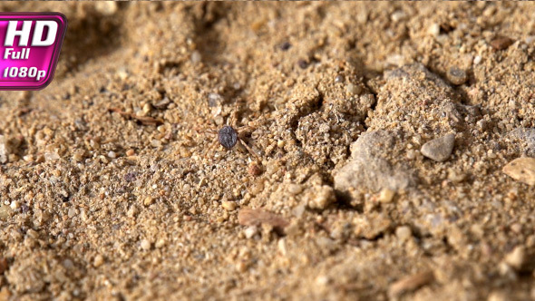 The Tick is Moving Rapidly alt