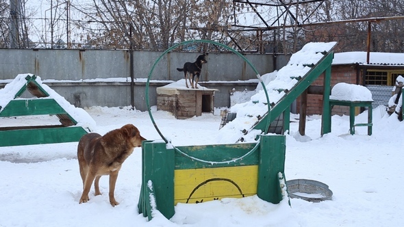 Animal Shelter, Dogs Waiting for Their New Owners alt