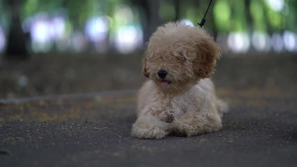 Cute Puppy Toy Poodle Sit Outdoors