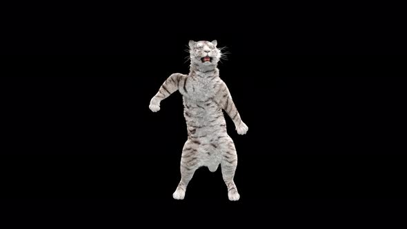 White Tiger Dancing 4K alt