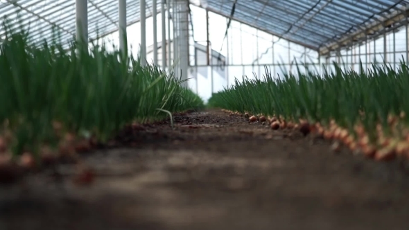 Beds Of Green Onion