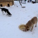 Animal Shelter, Dogs Eat from the Bowls Animal Shelter, Dogs Eat from the Bowls - VideoHive Item for Sale