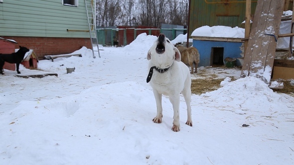 Animal Shelter, Dogs Waiting for Their New Owners alt