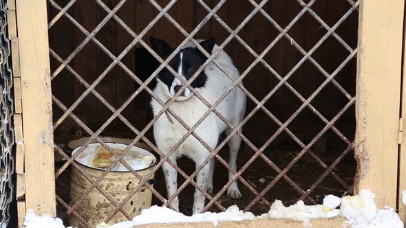 Animal Shelter, Dogs Waiting for Their New Owners alt