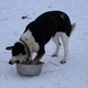 Animal Shelter, Dog Eats from the Bowl Animal Shelter, Dog Eats from the Bowl - VideoHive Item for Sale