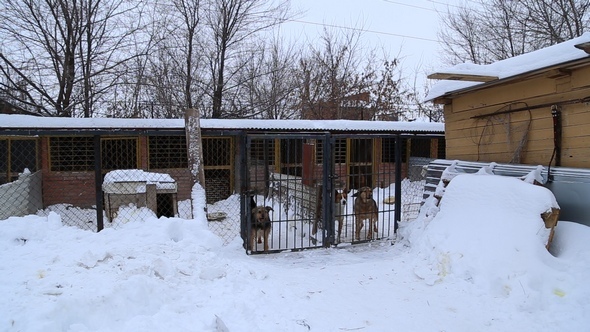 Animal Shelter, Dogs Waiting for Their New Owners alt