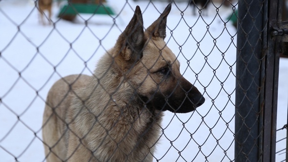 Animal Shelter, Dogs Waiting for Their New Owners alt