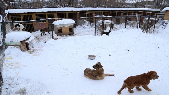Animal Shelter, Dogs Waiting for Their New Owners alt