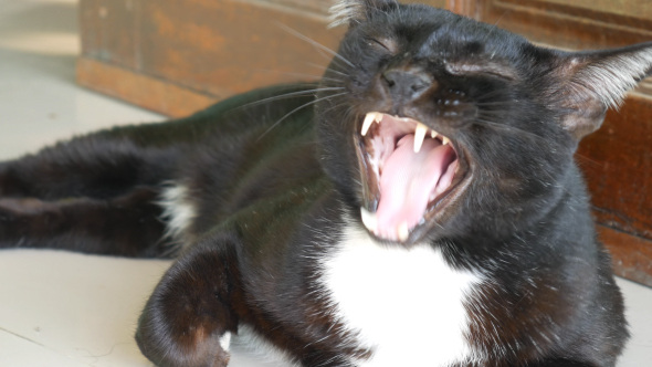 Yawn Cat alt