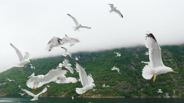 A Group of Seagulls Flies Against the Cloudy Sky and Mountains alt