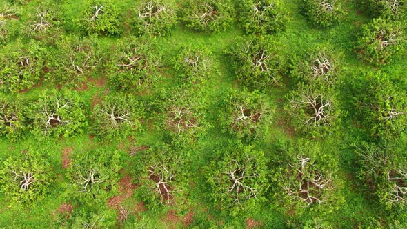 Soursop Cultive in the Farm alt