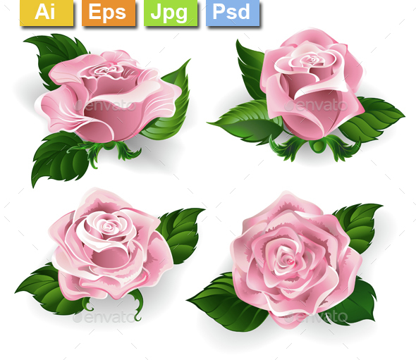Set of Pink Roses - Flowers & Plants Nature