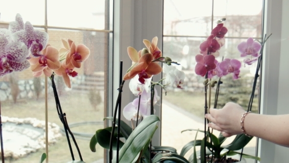 Female Sprays Fertilize Orchids At a Window alt