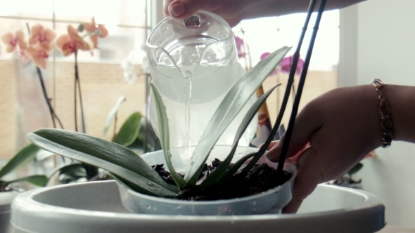 A Woman Pours Water On Orchid alt
