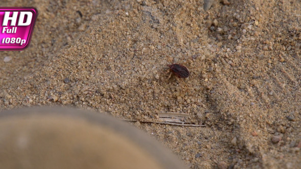 Bloodsucking Vectors of Disease alt