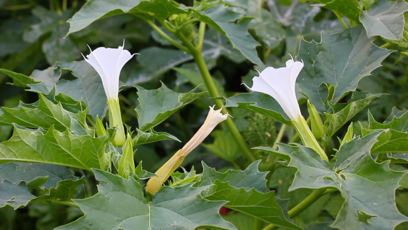 Blooming White Datura Flowers In The Garden