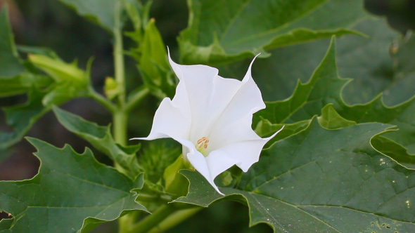 Blooming White Datura Flowers In The Garden