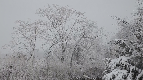Spruce Tree With Many Cones In a Snowstorm. Grey And Stormy Winter Day  alt
