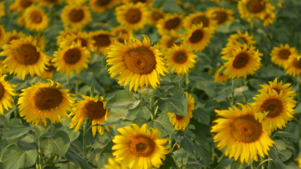 Sunflowers