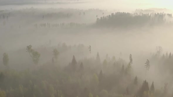 Flight Above Foggy Forest