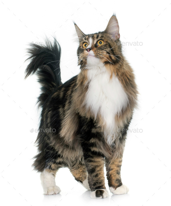 maine coon cat - Stock Photo - Images