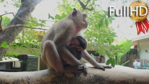 Monkey with Baby Thailand
