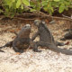 Iguana Spits - VideoHive Item for Sale