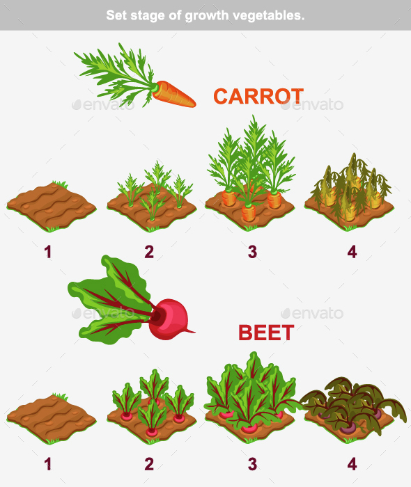 Stage of Vegetables Growth - Organic Objects Objects