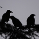 Crows Silhoutte - VideoHive Item for Sale