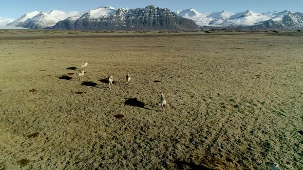 Icelandic Reindeers Running By the Mossy Hills in Iceland alt