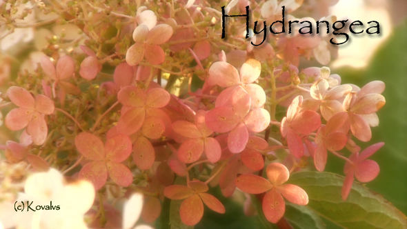 Hydrangea alt
