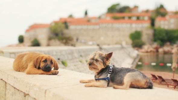 Two Dogs Lying On The Beach On Sunny Day In Montenegro, Budva