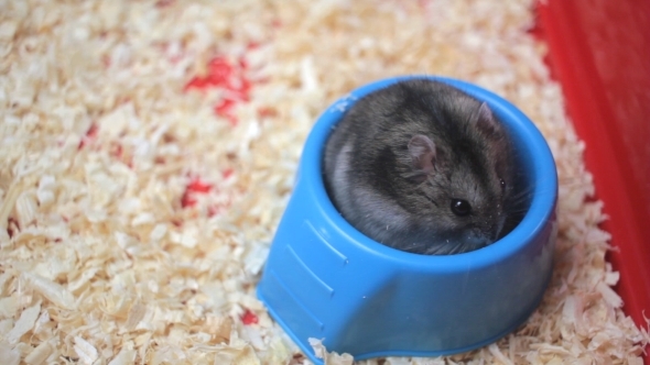 Funny Hamster Eating 