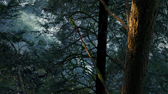 Trees Above River In Evening Sunlight alt