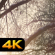 Snow Covered Branches of Tree in Sunset - VideoHive Item for Sale