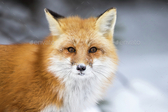 Red Fox, Vulpes Vulpes