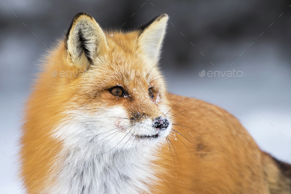 Red Fox, Vulpes Vulpes