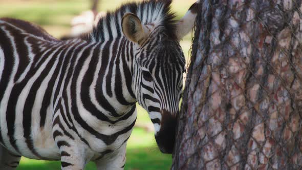Zebra standing next to a tree trunk